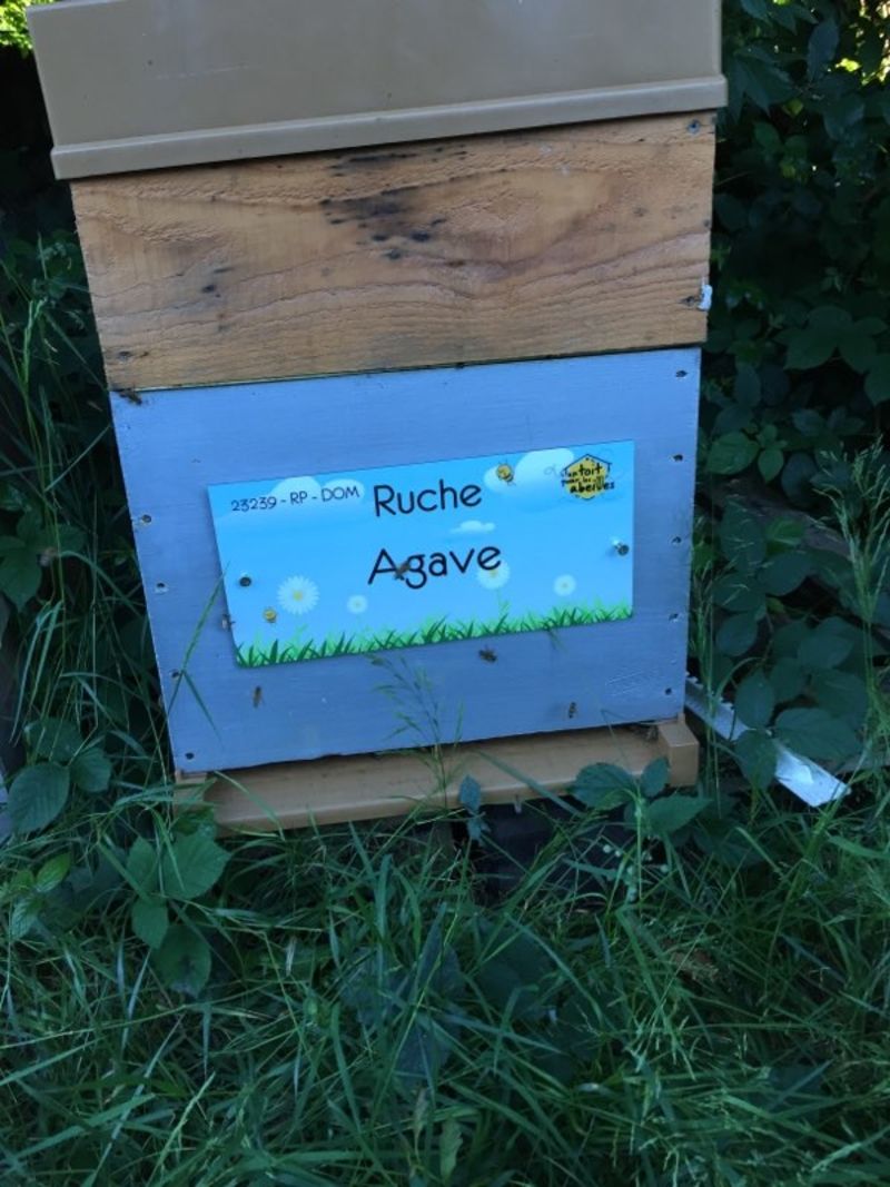 La ruche