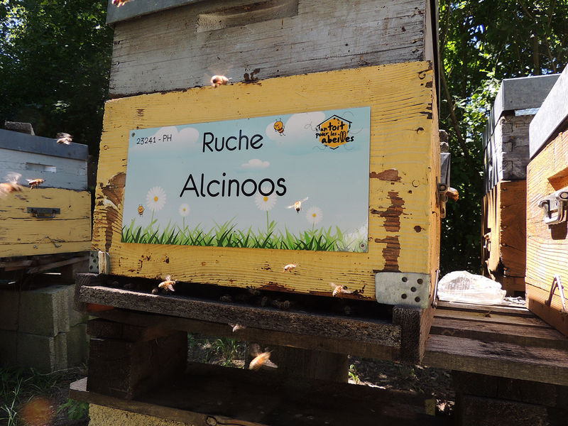 La ruche Alcinoos