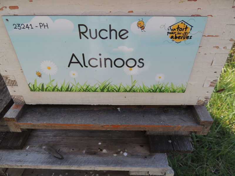 La ruche Alcinoos