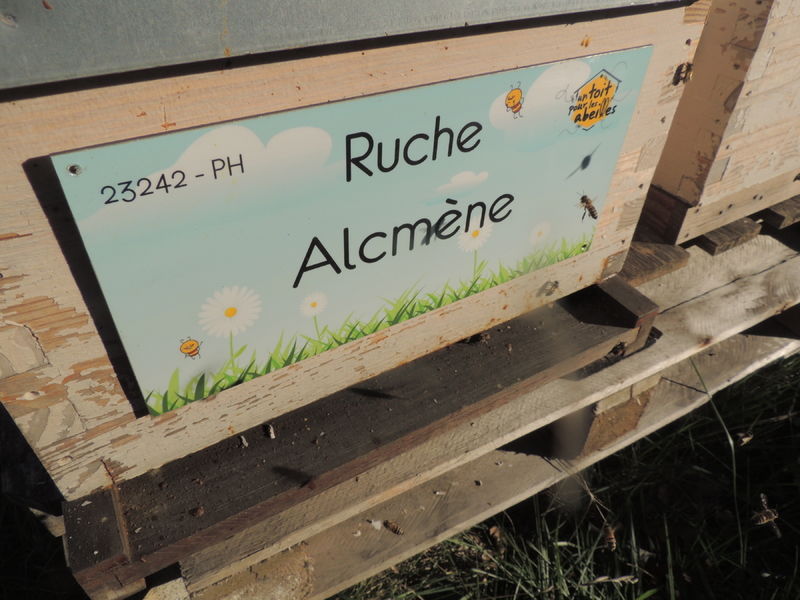 La ruche 