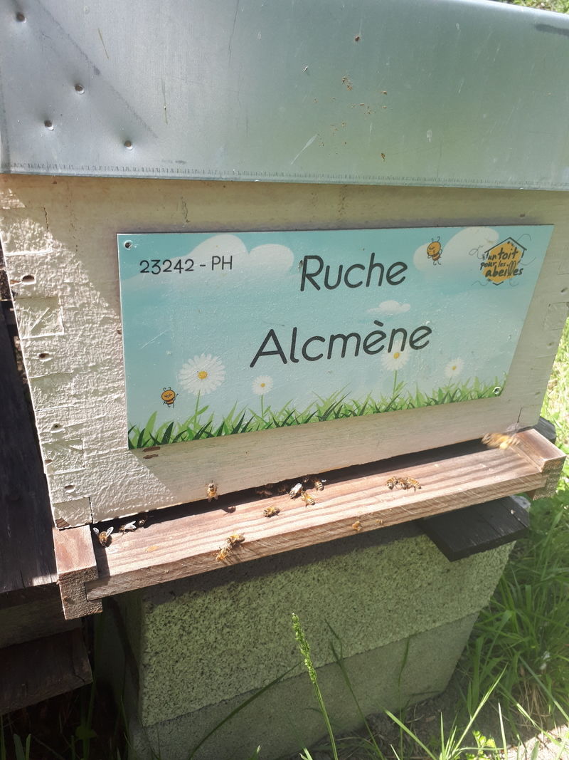 La ruche Alcmène