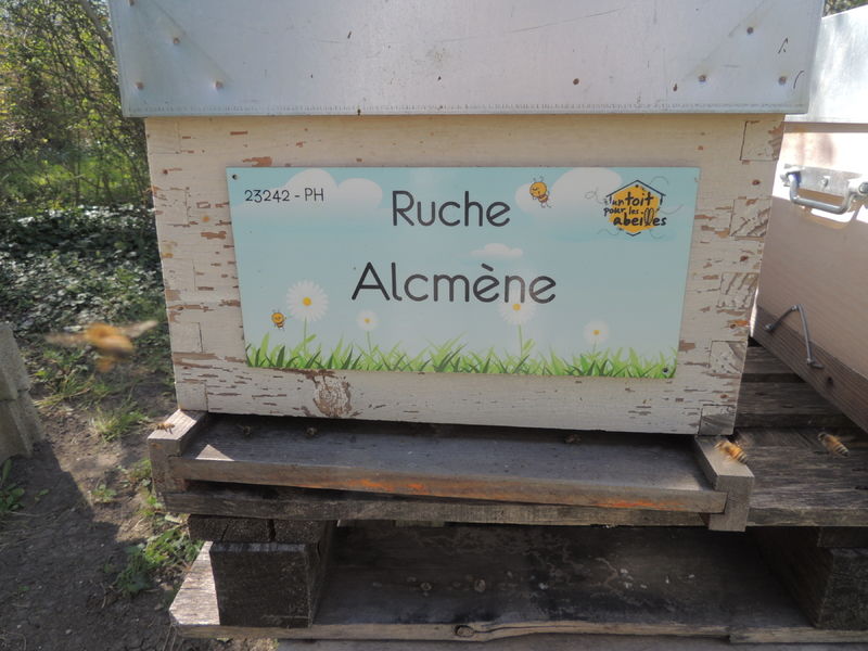 La ruche Alcmène