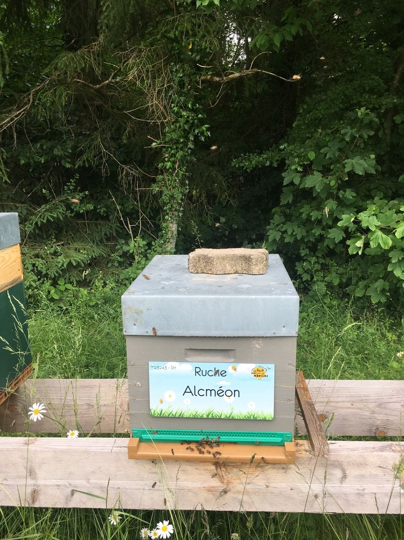 La ruche Alcméon