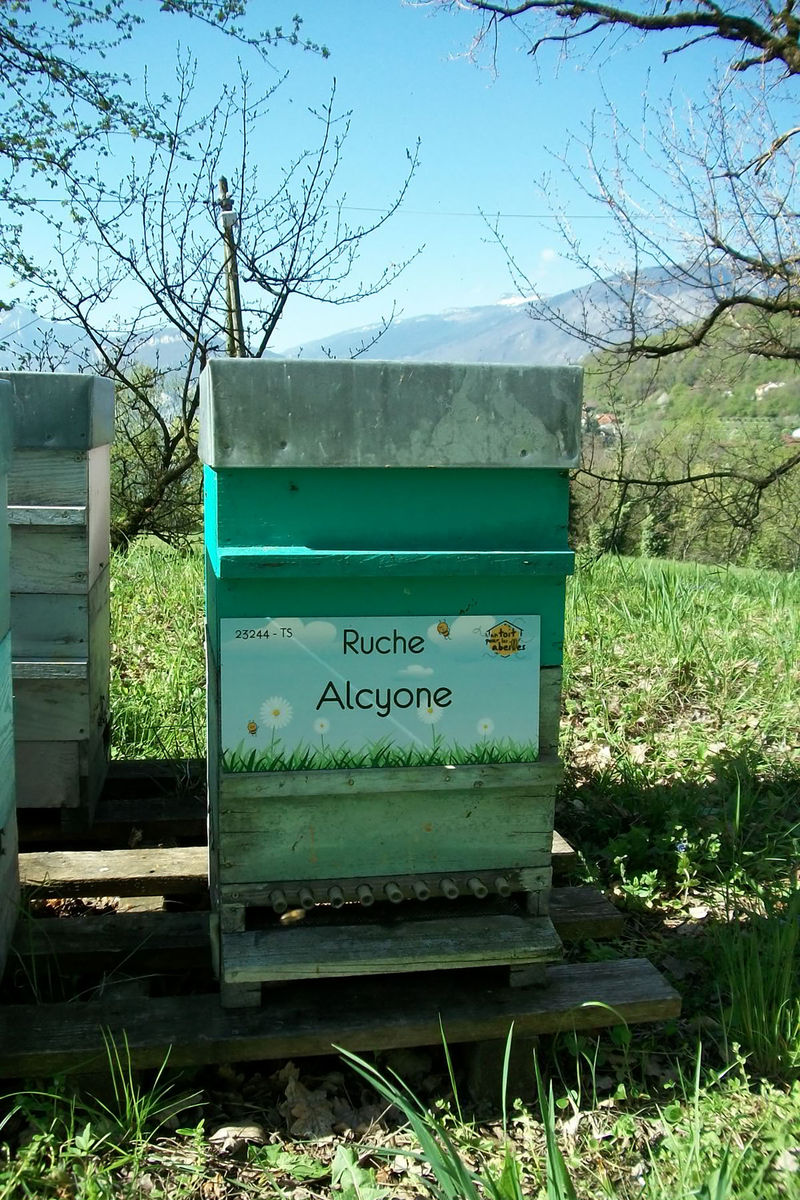 La ruche