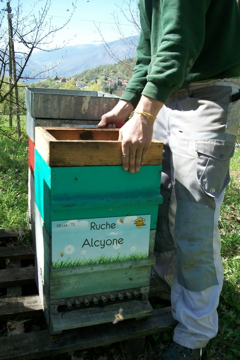 La ruche Alcyone