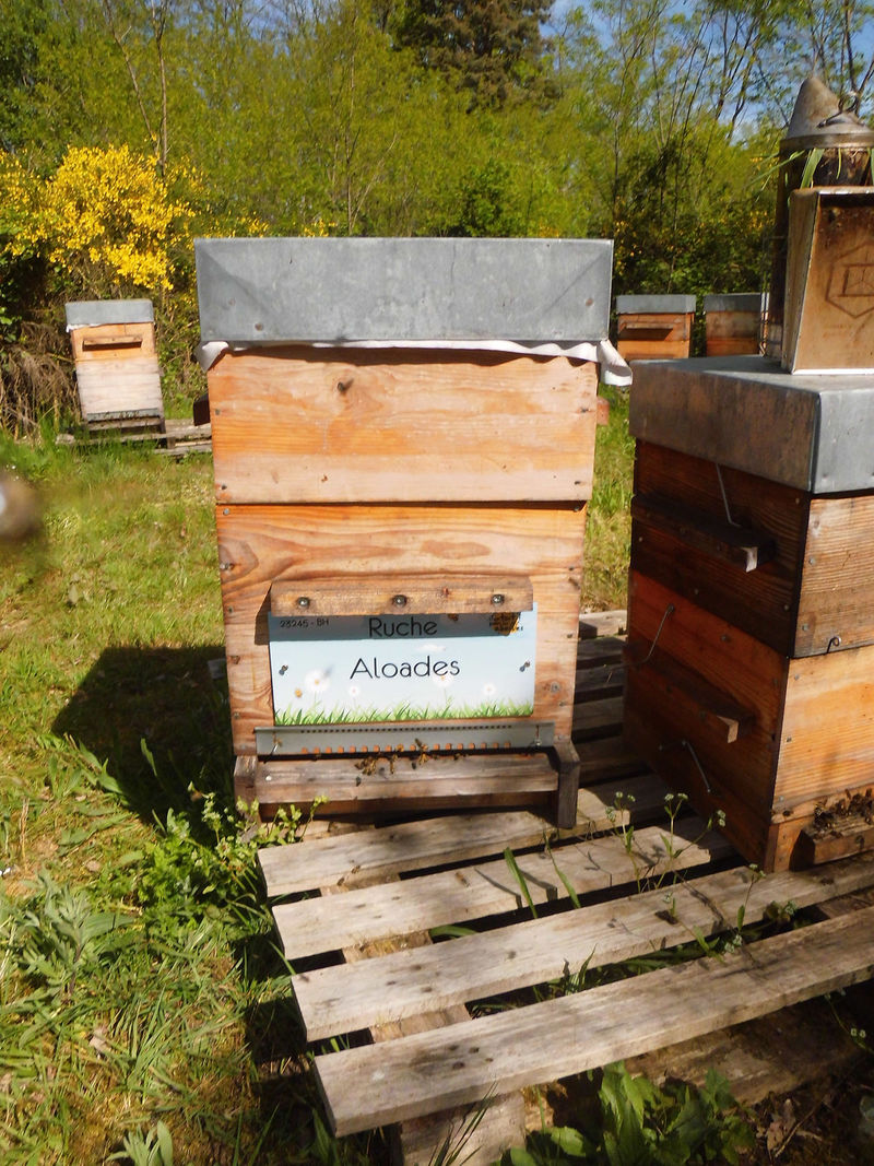 La ruche Aloades