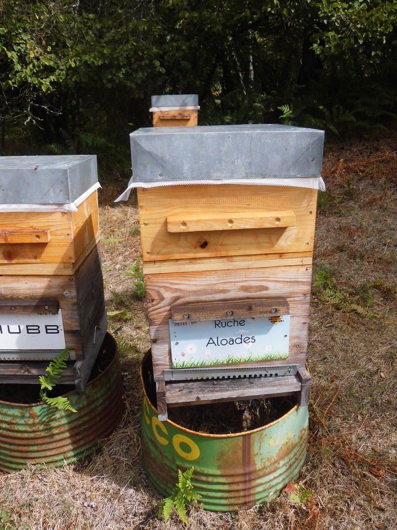 La ruche Aloades