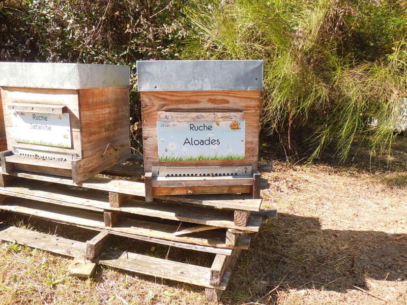 La ruche Aloades