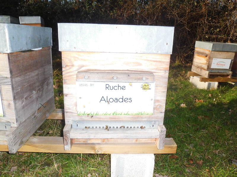 La ruche Aloades