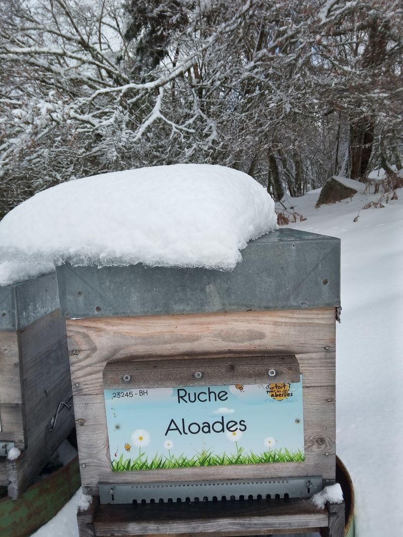 La ruche Aloades