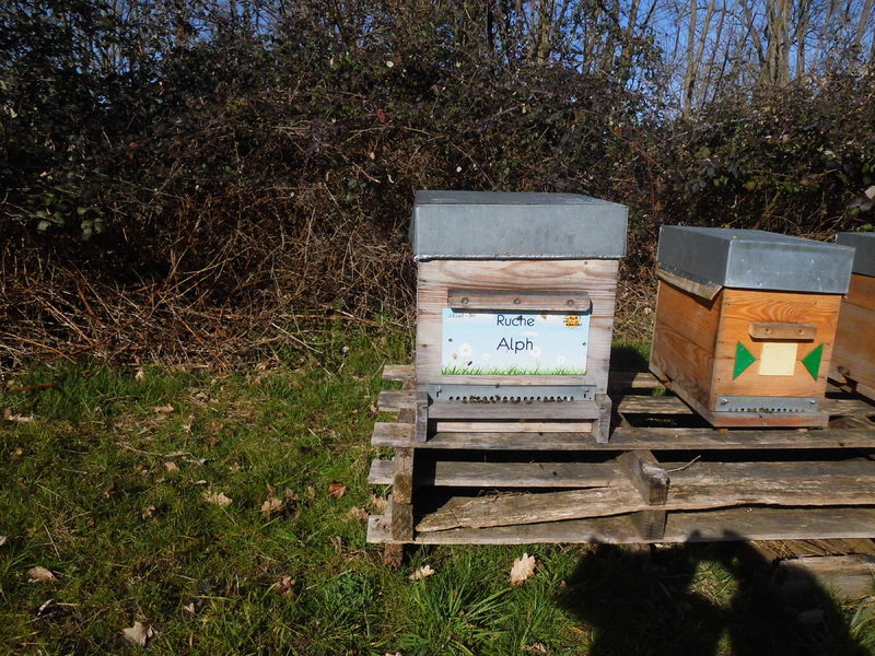 La ruche Alph