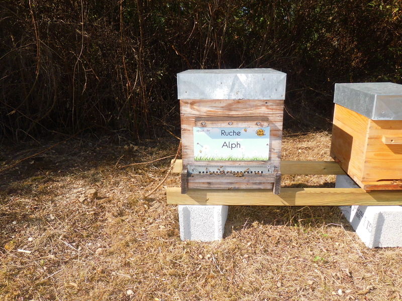 La ruche Alph