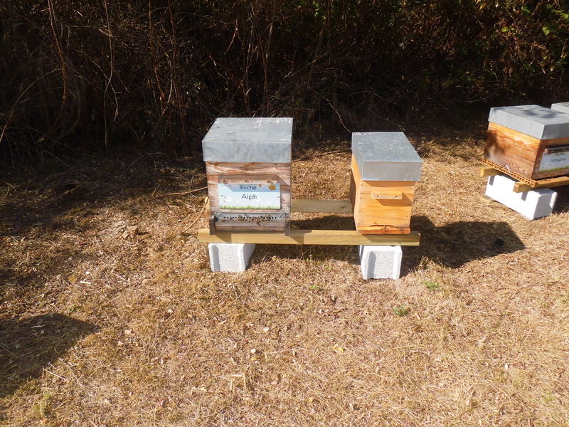 La ruche Alph