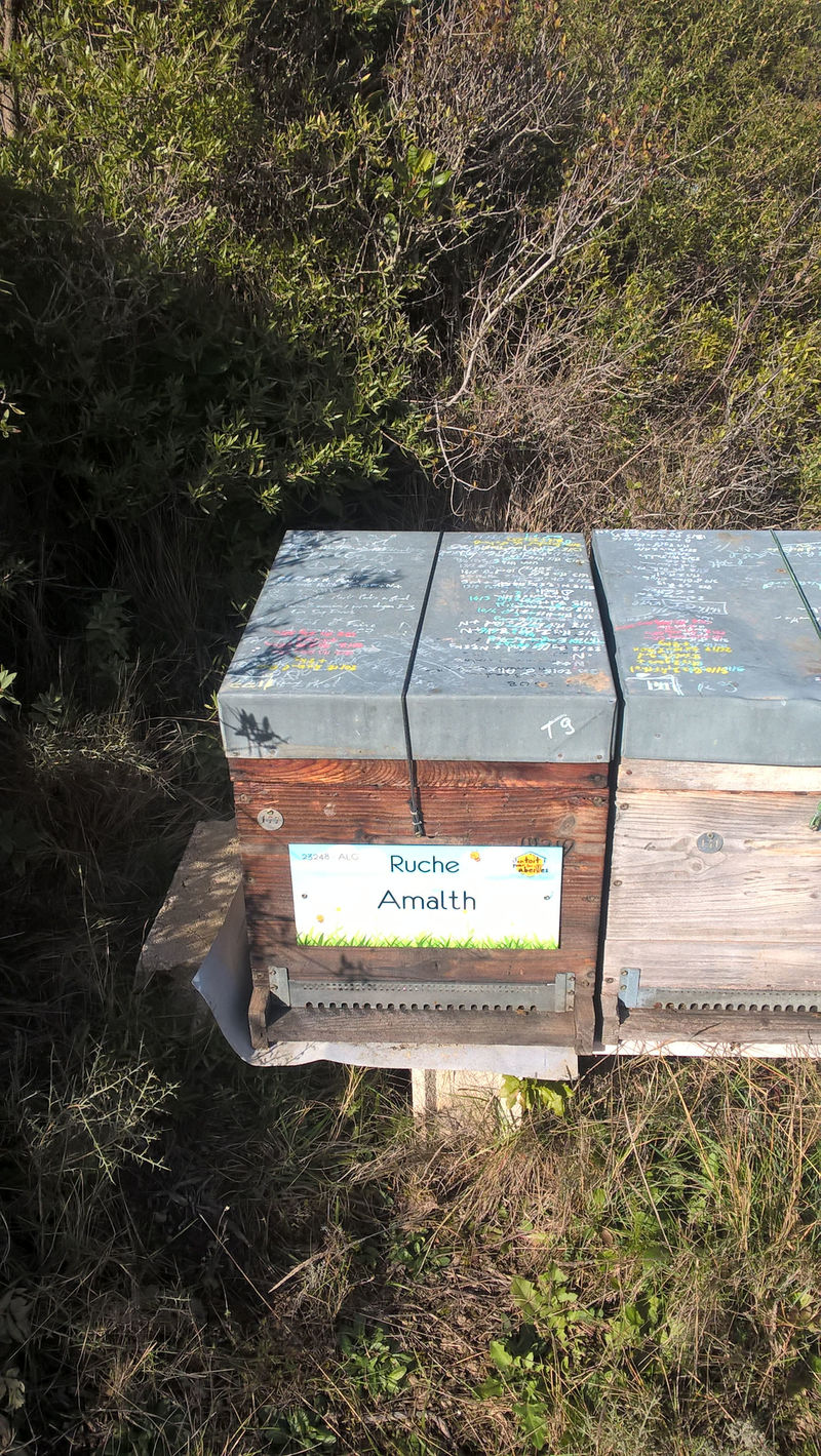 La ruche Amalth