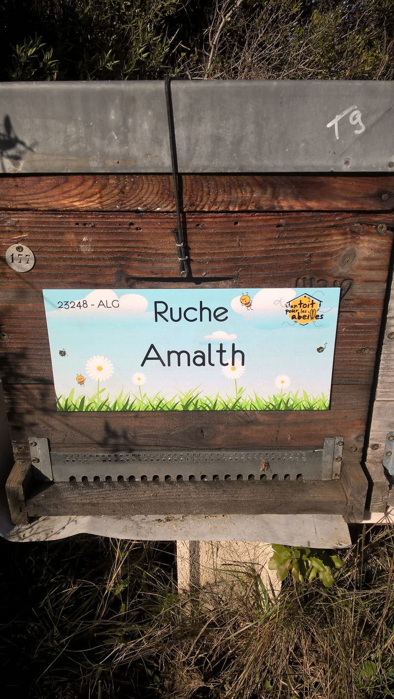 La ruche Amalth