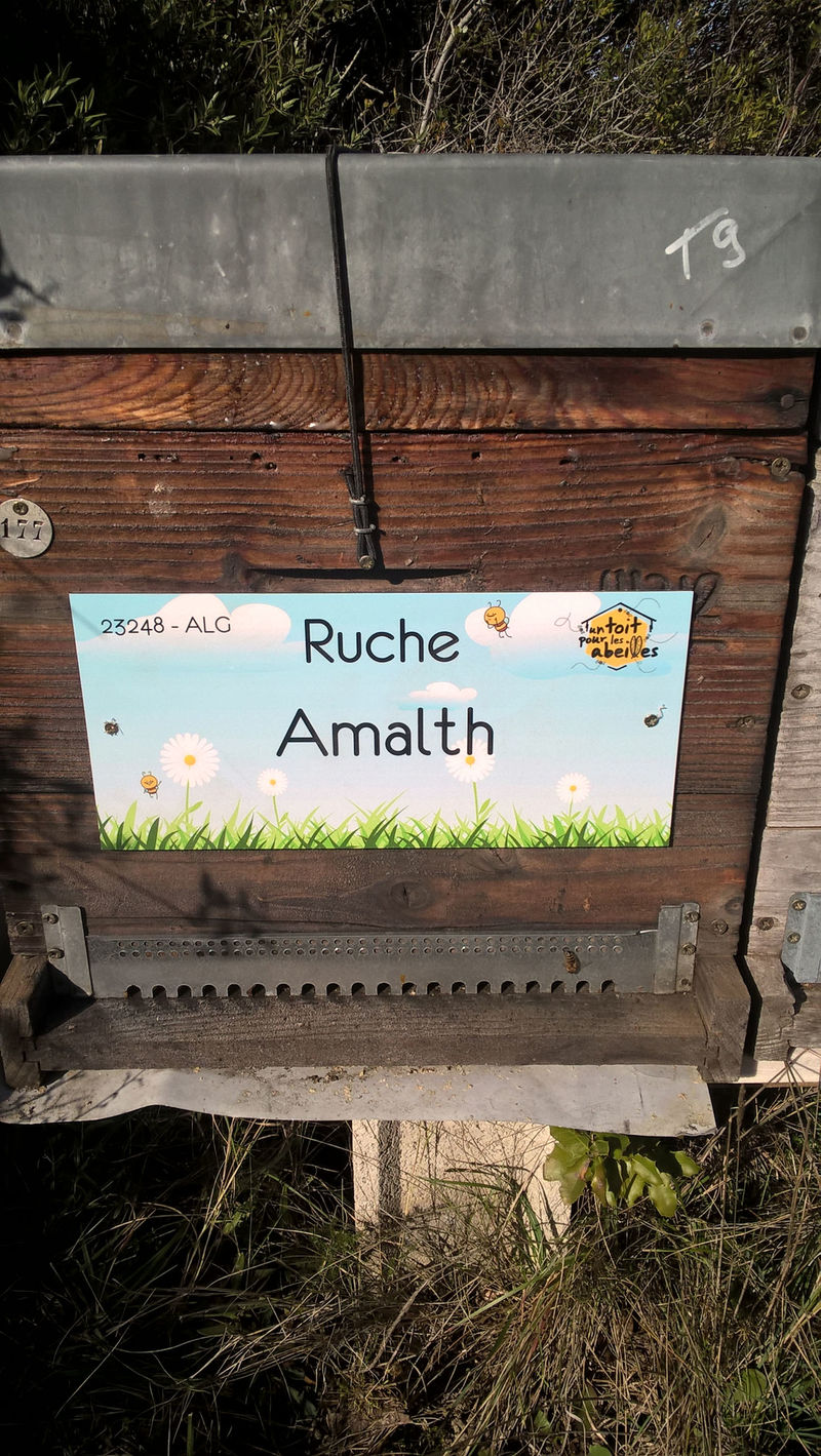 La ruche Amalth