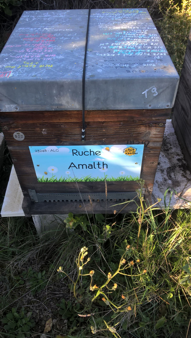 La ruche Amalth