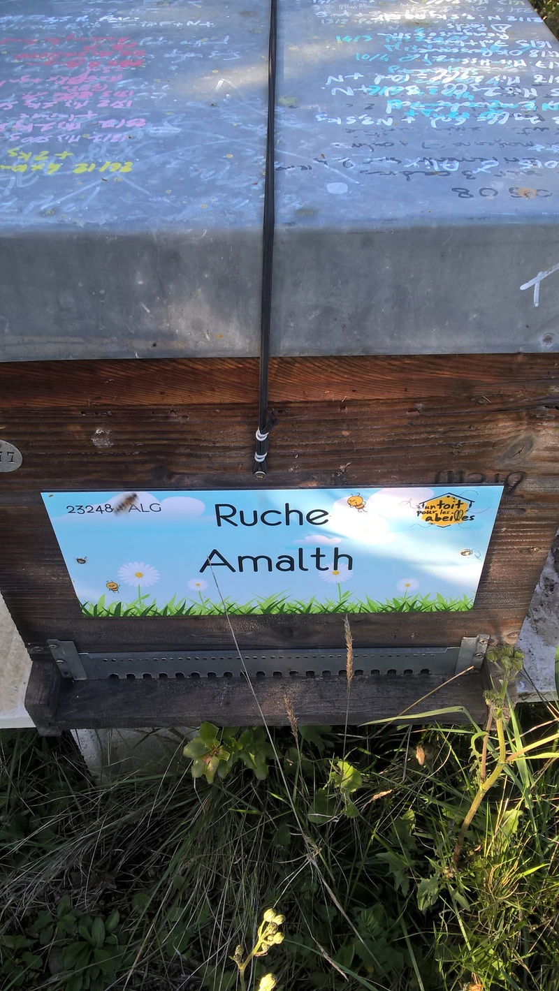 La ruche Amalth