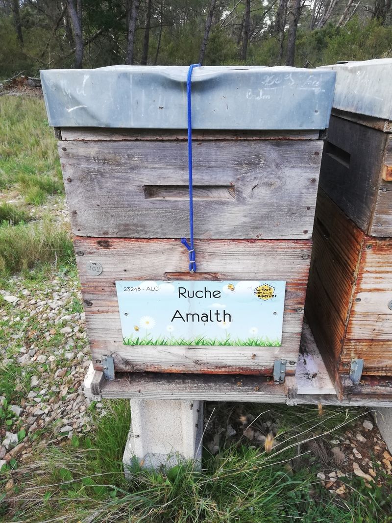 La ruche Amalth