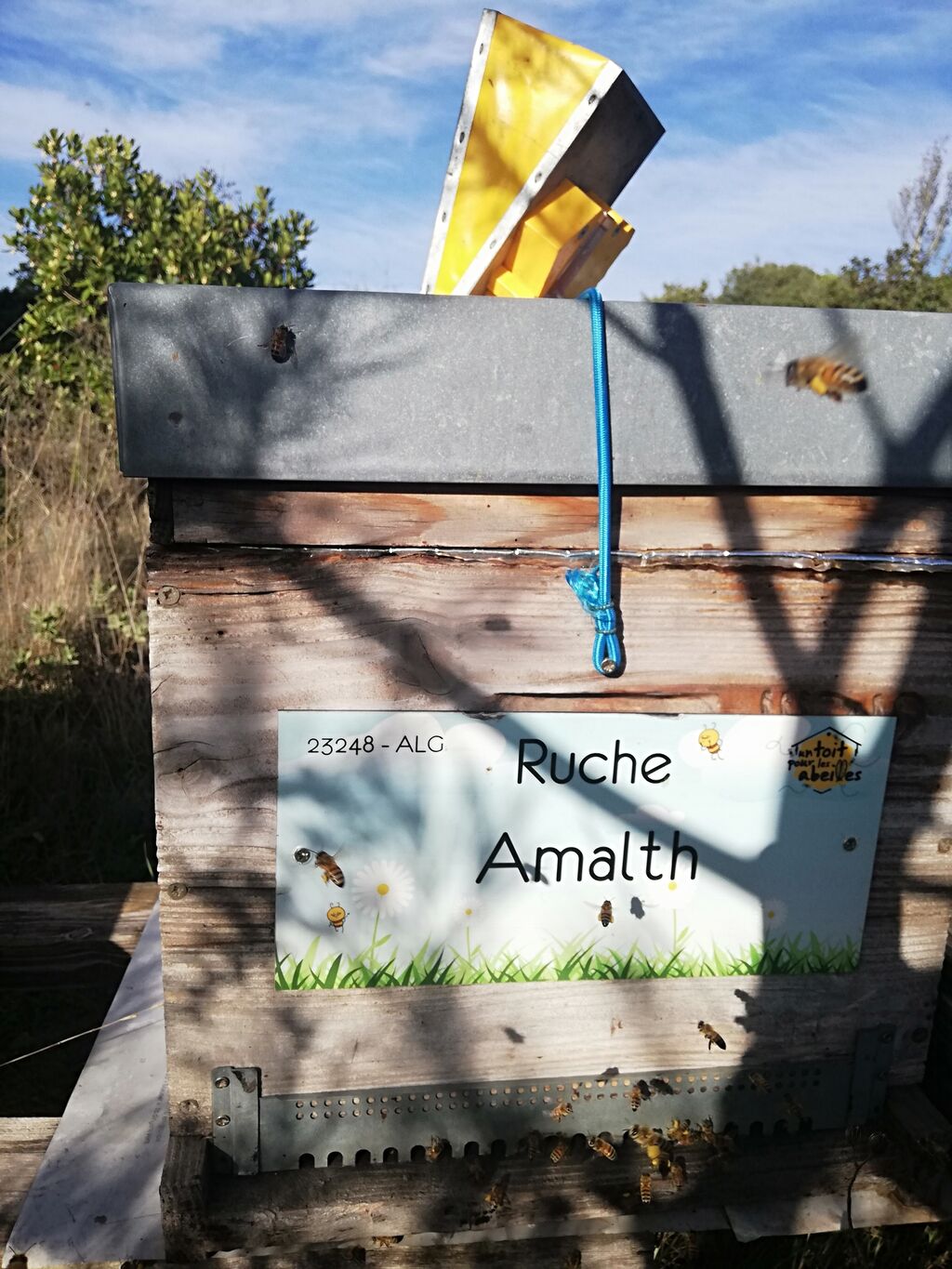 La ruche Amalth
