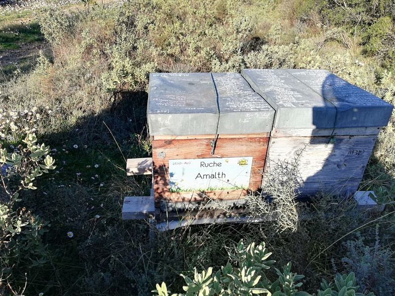 La ruche Amalth