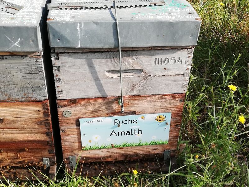 La ruche Amalth