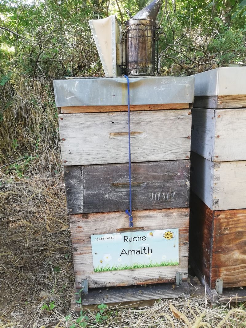 La ruche Amalth