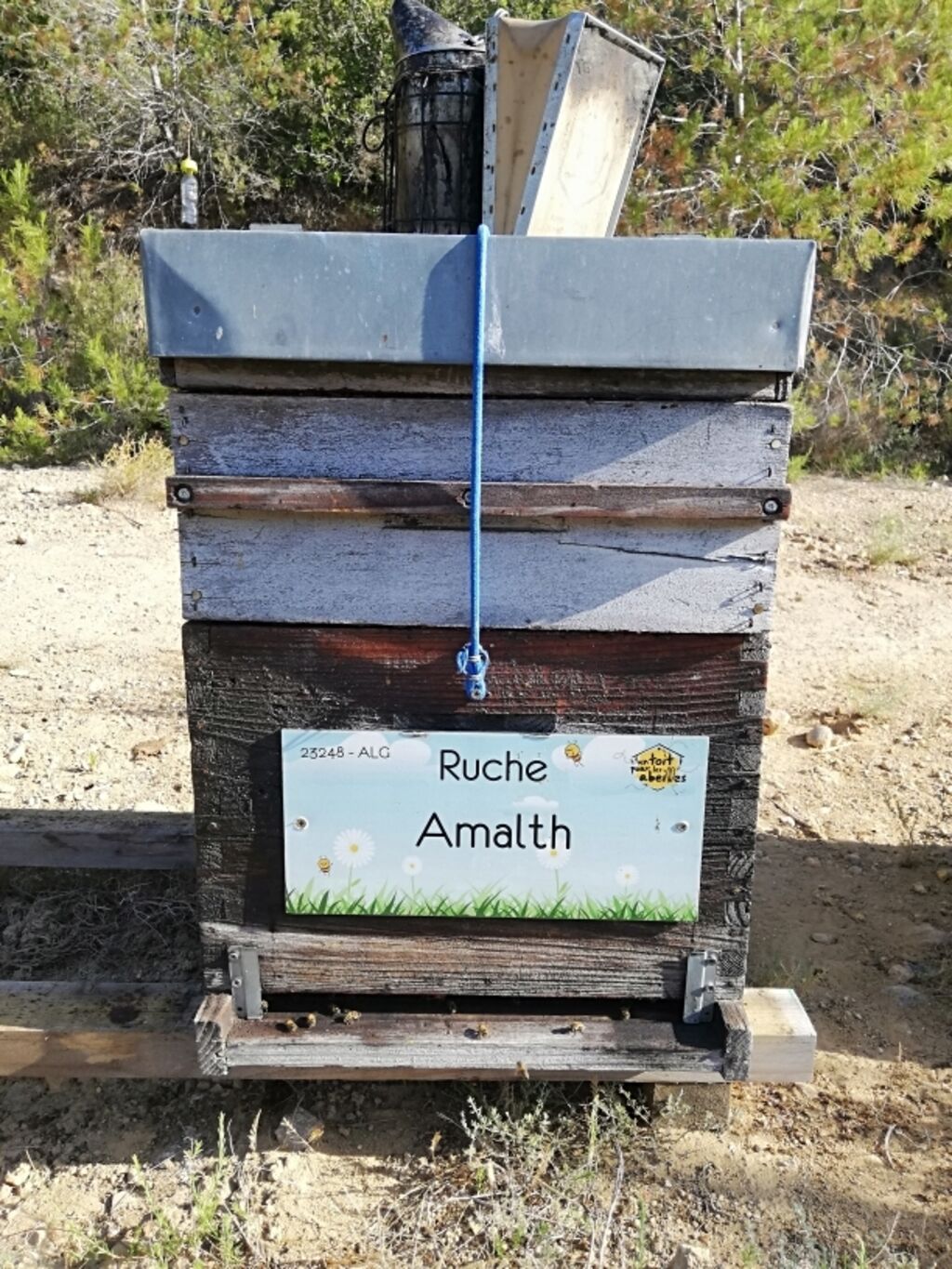 La ruche Amalth