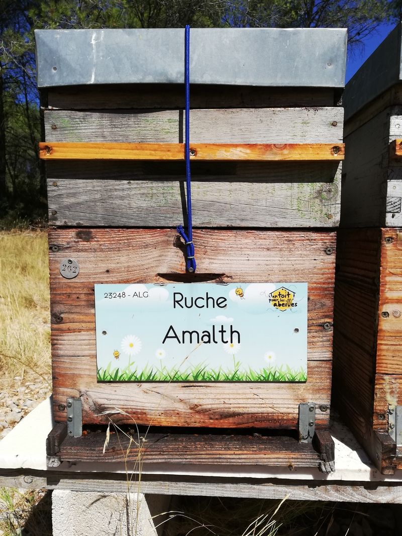 La ruche Amalth