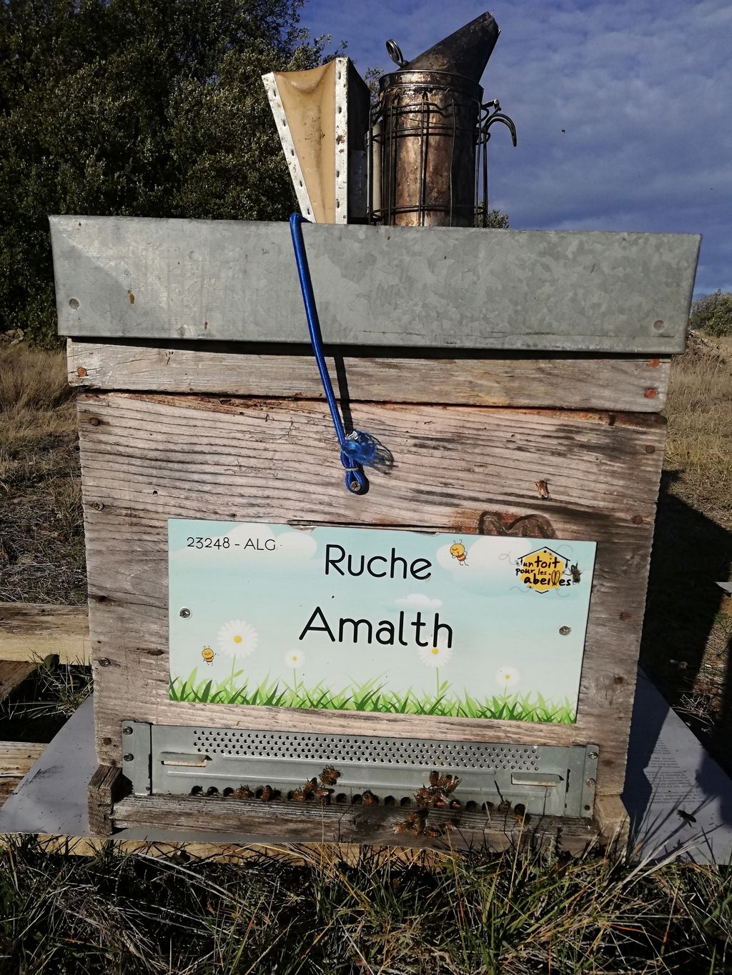 La ruche Amalth