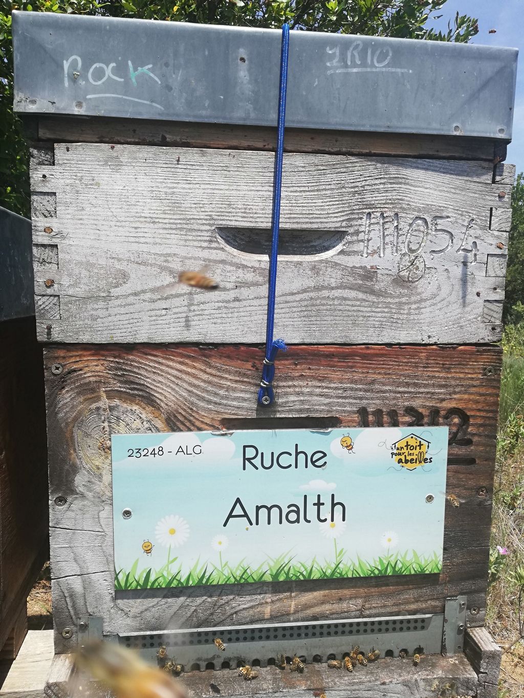 La ruche Amalth