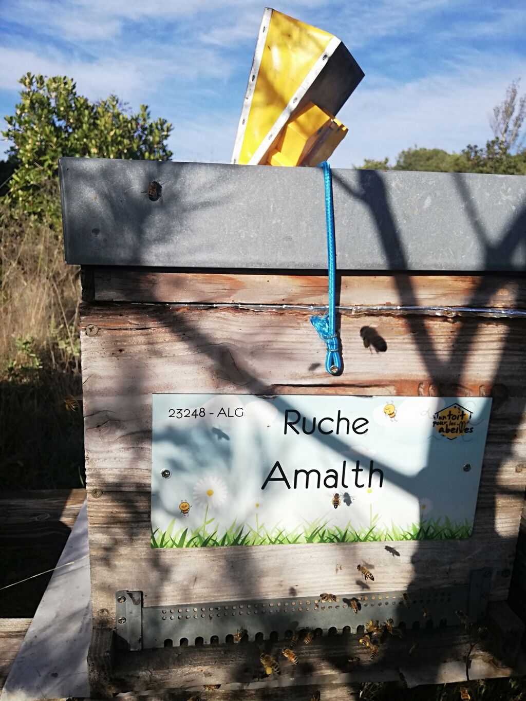 La ruche Amalth