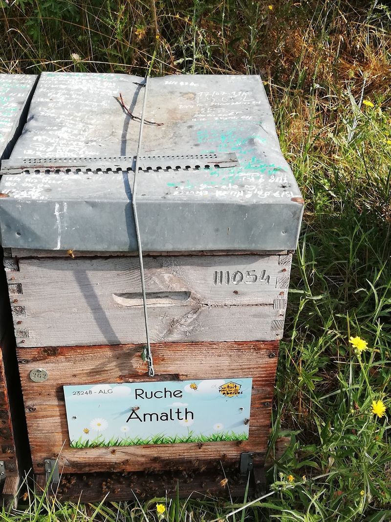 La ruche Amalth