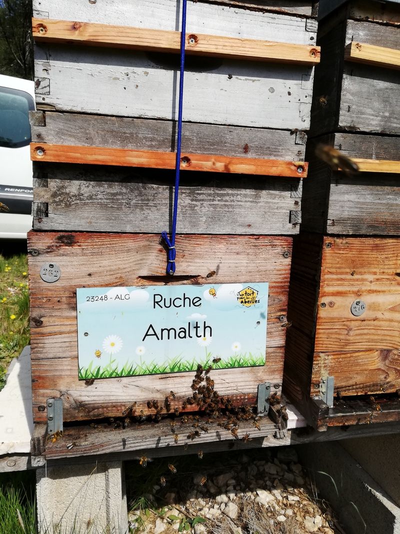 La ruche Amalth