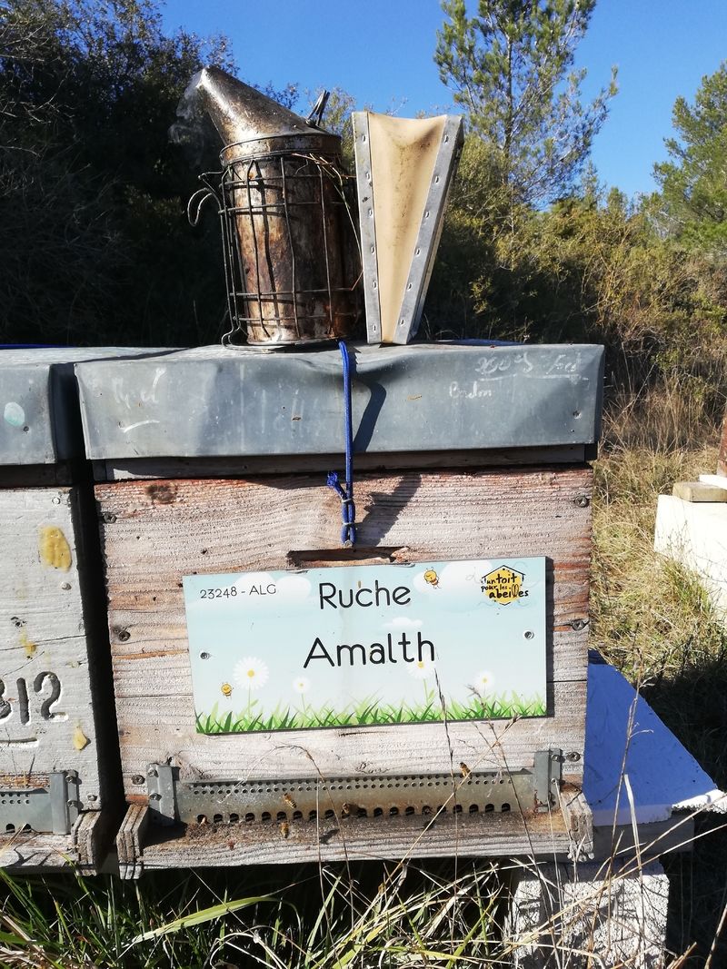 La ruche Amalth