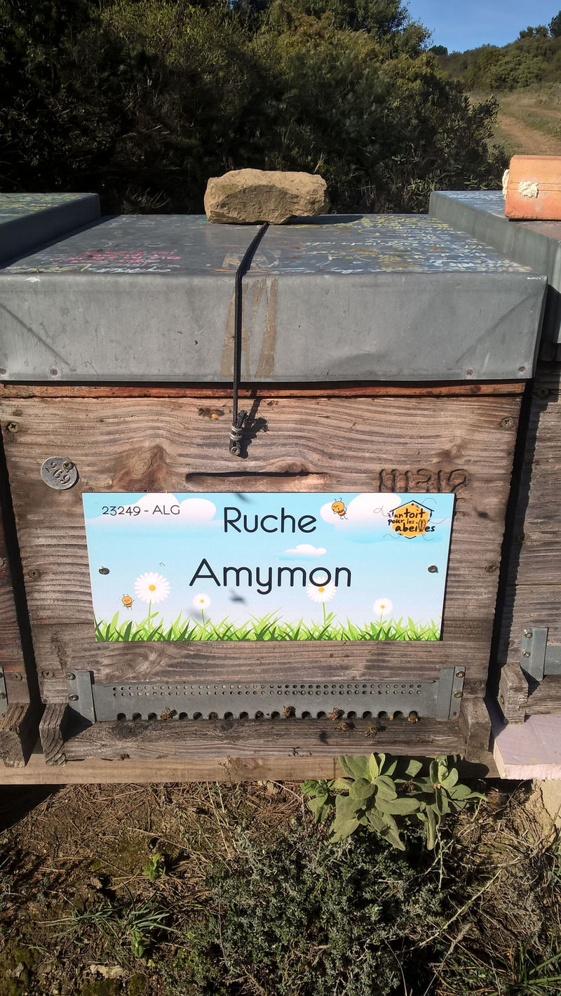 La ruche Amymon