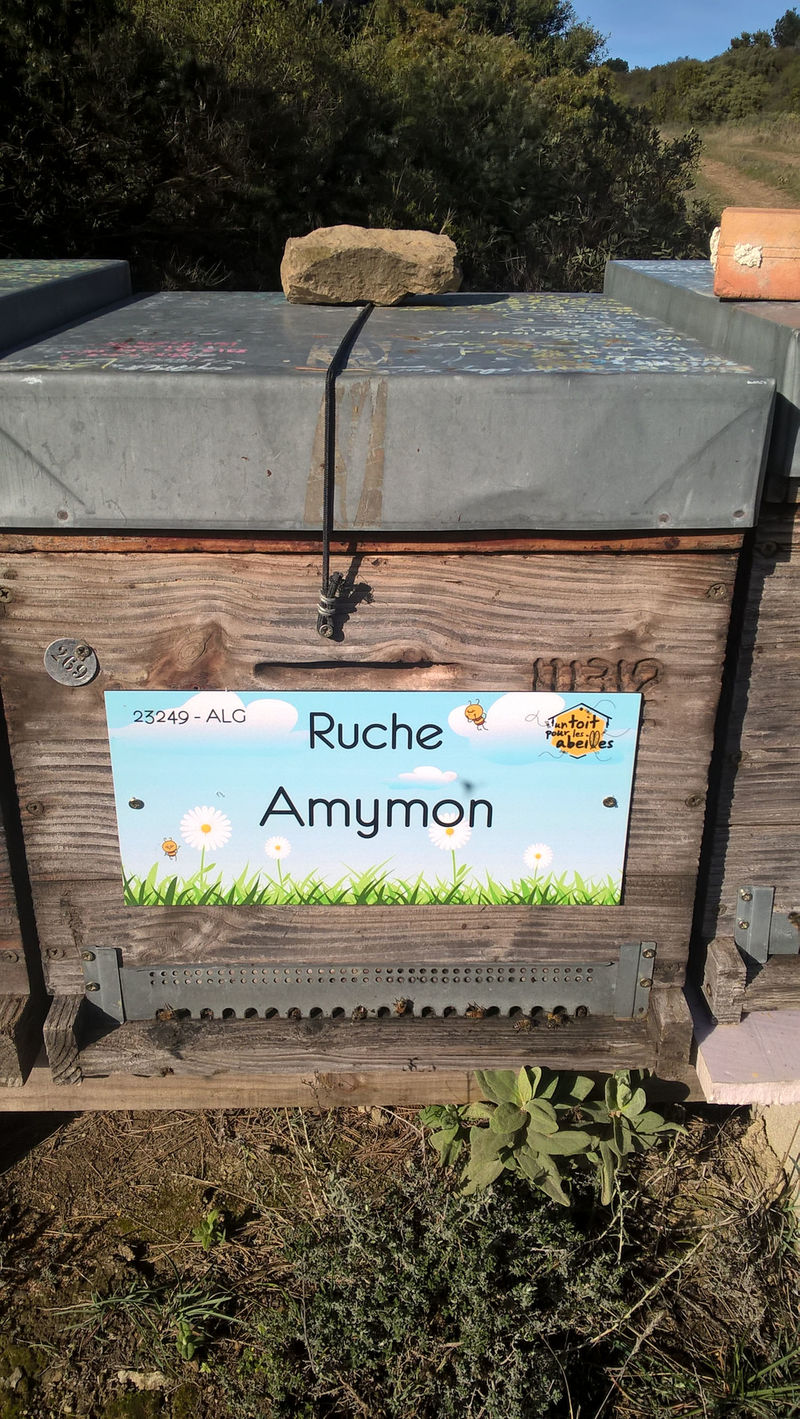 La ruche Amymon