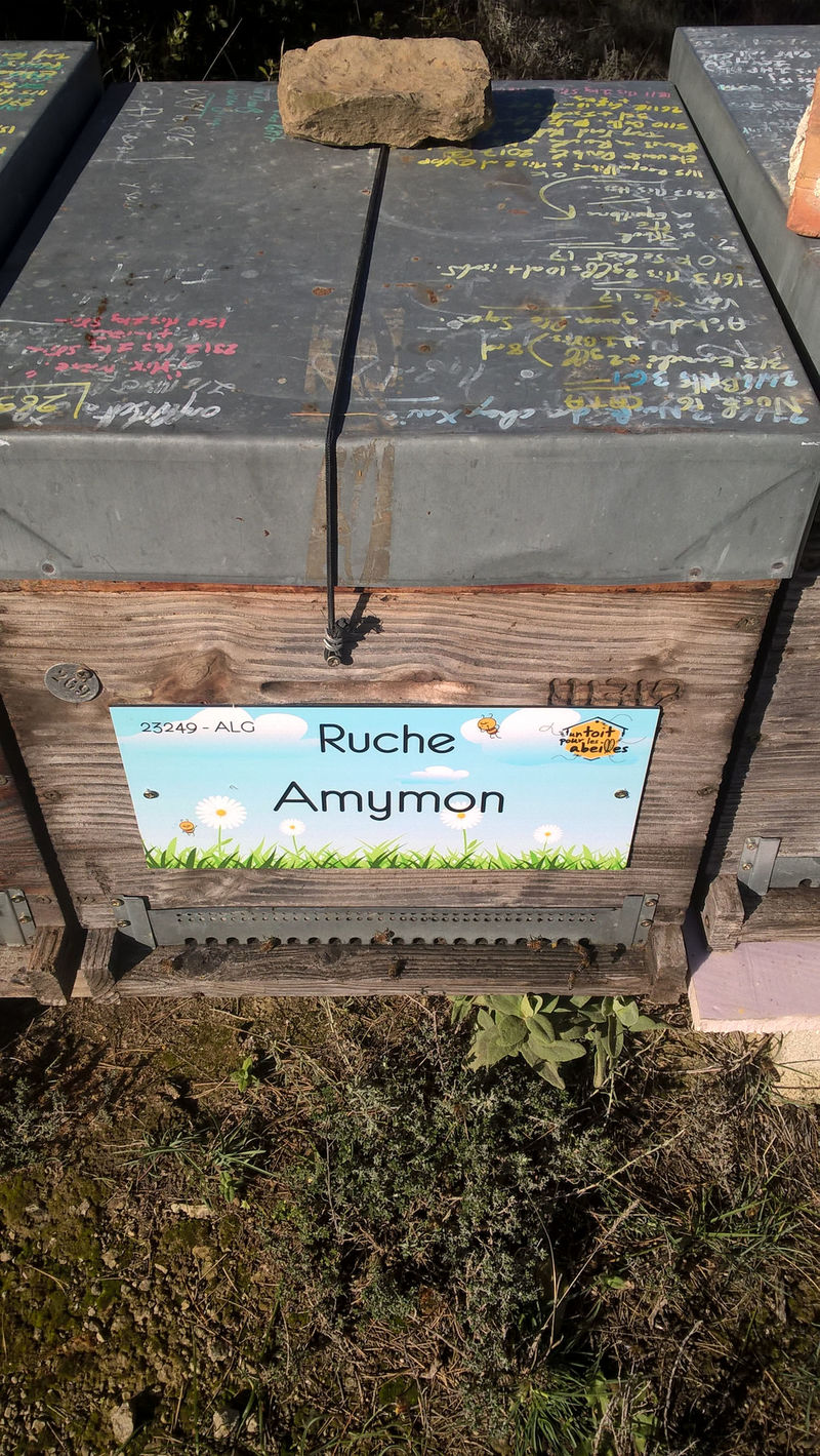 La ruche Amymon
