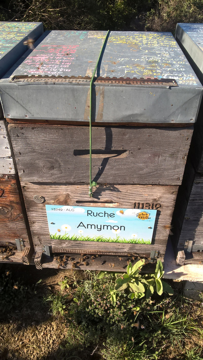 La ruche Amymon