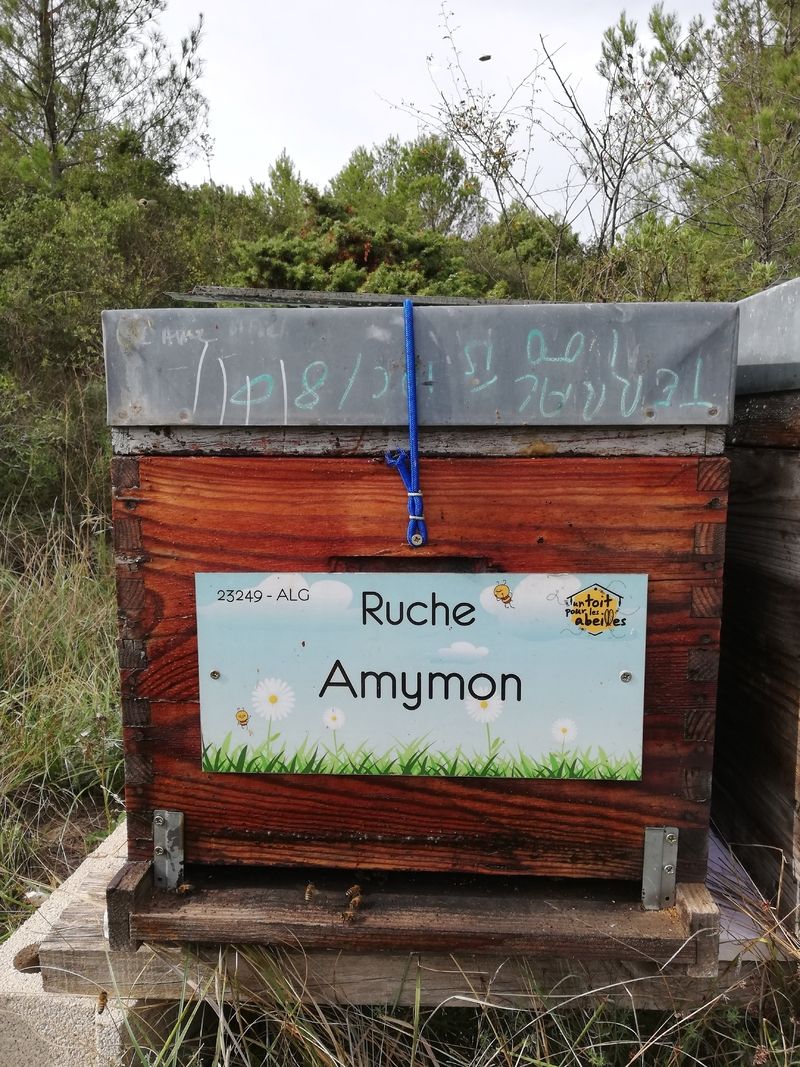 La ruche Amymon