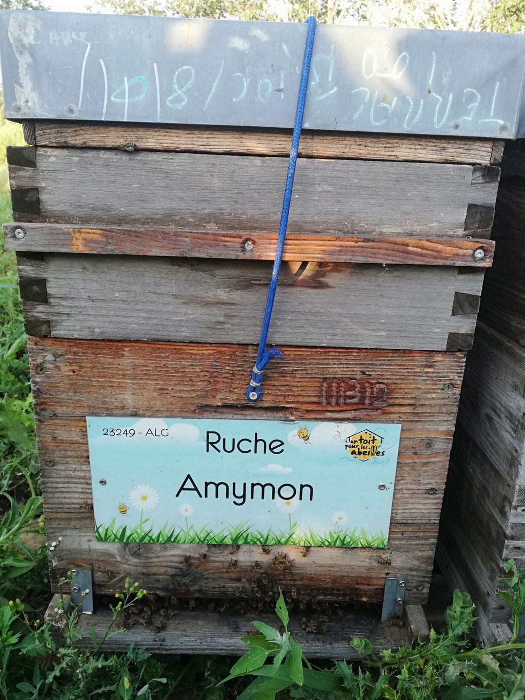 La ruche Amymon