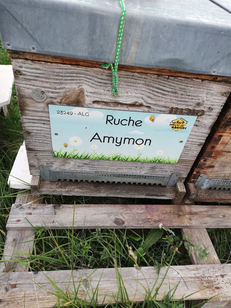 La ruche Amymon
