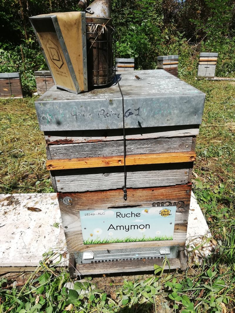 La ruche Amymon