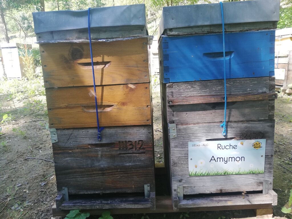 La ruche Amymon