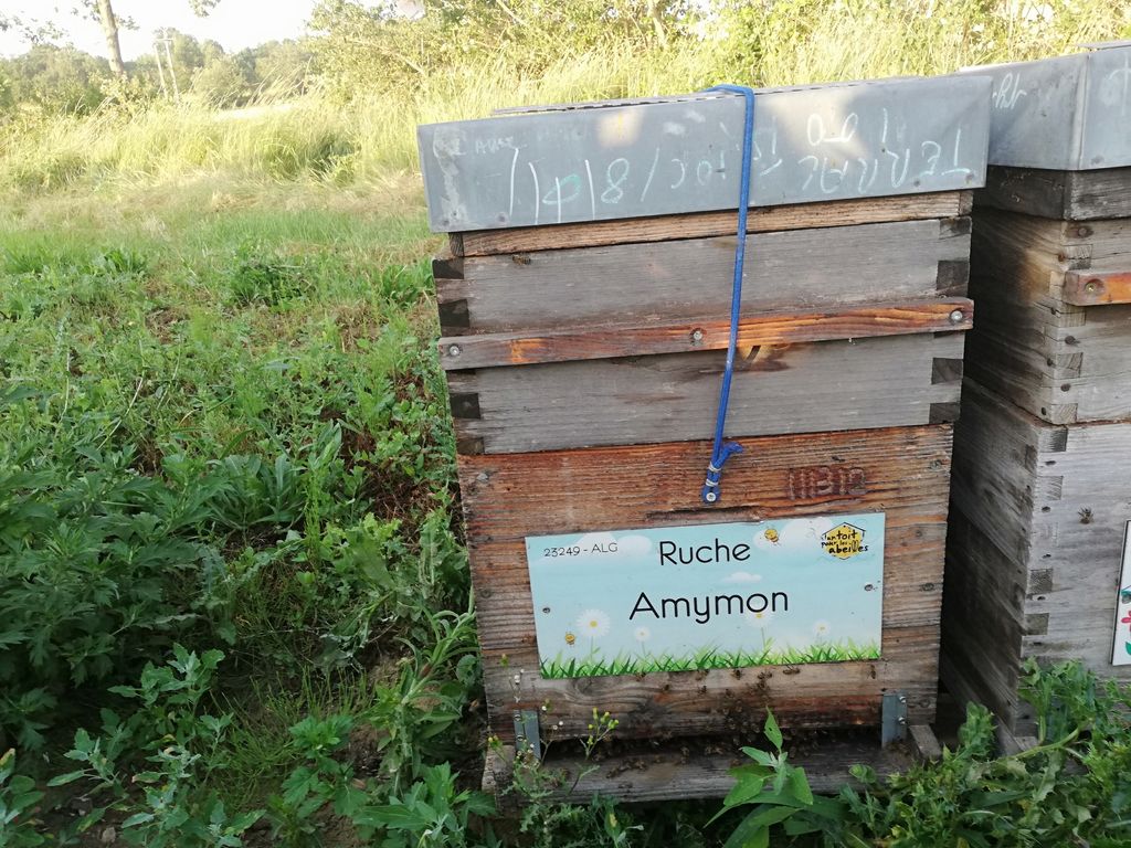 La ruche Amymon