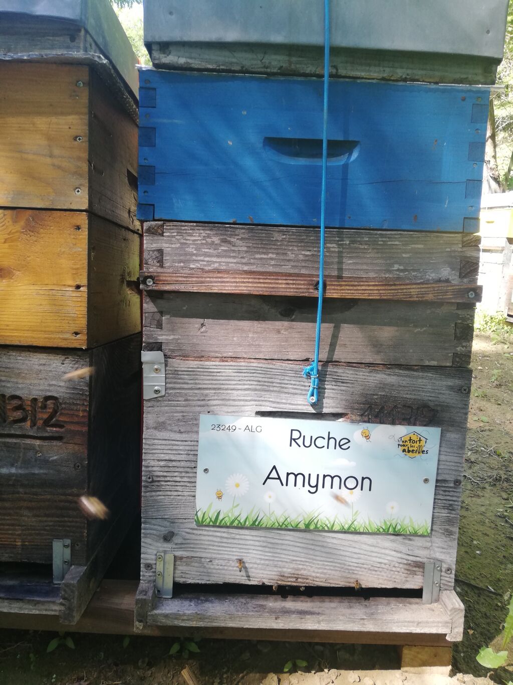 La ruche Amymon