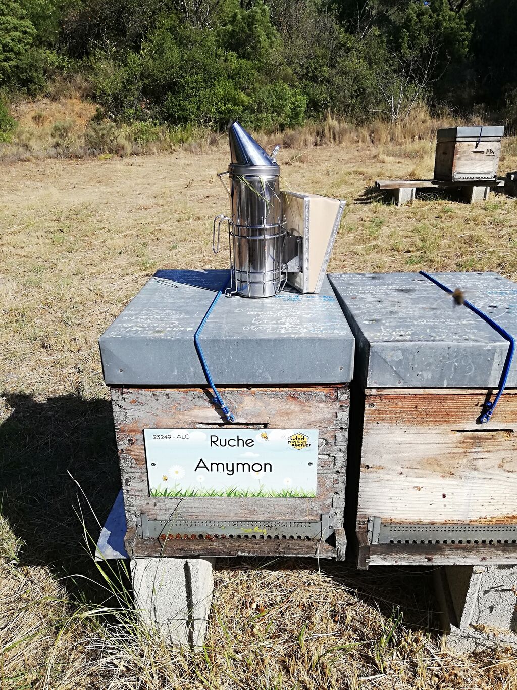 La ruche Amymon