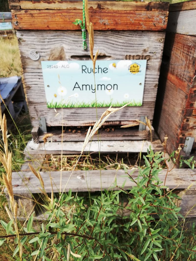 La ruche Amymon