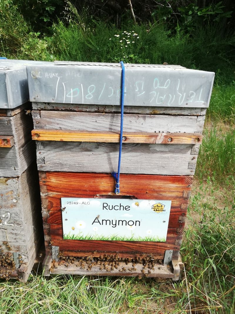 La ruche Amymon