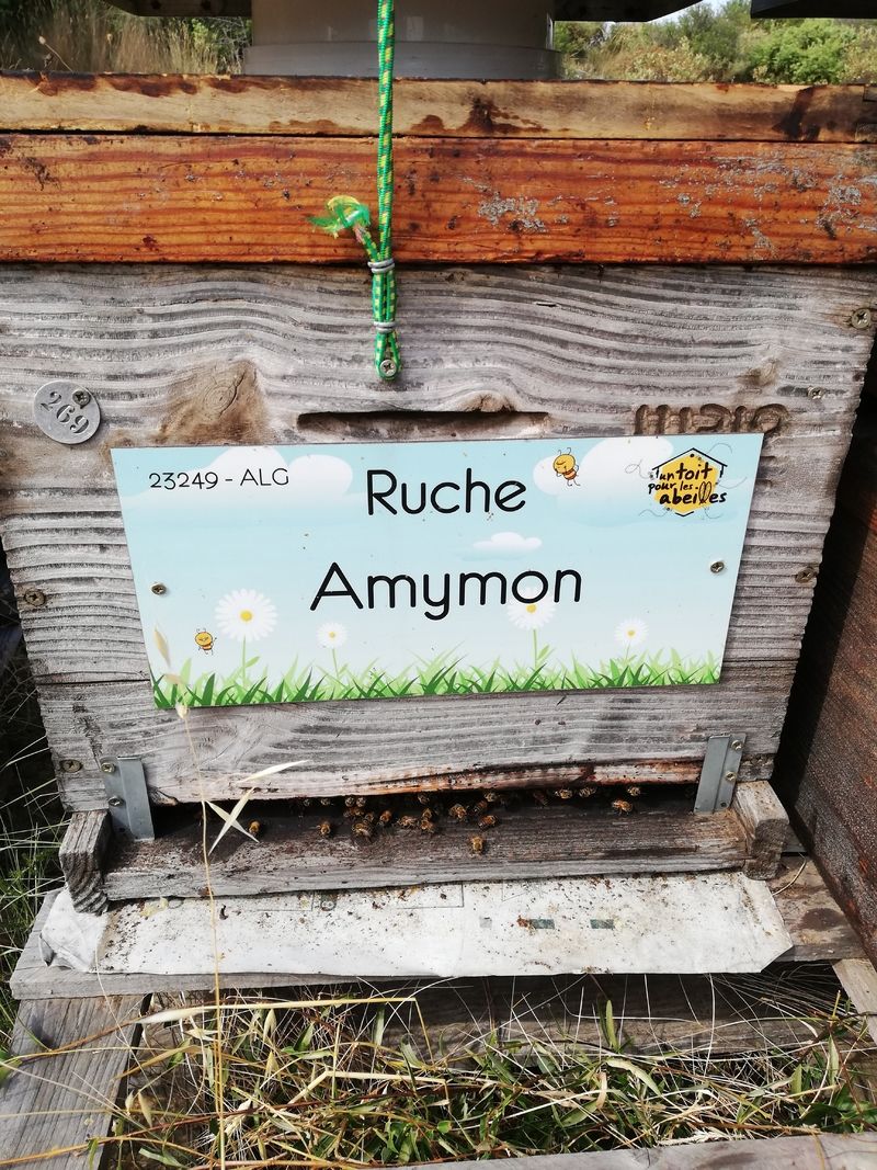 La ruche Amymon